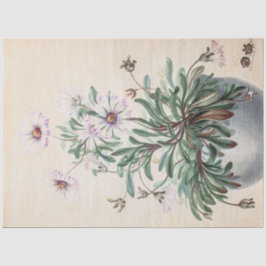 Vintage Aster in einem Pot Seidenpapier