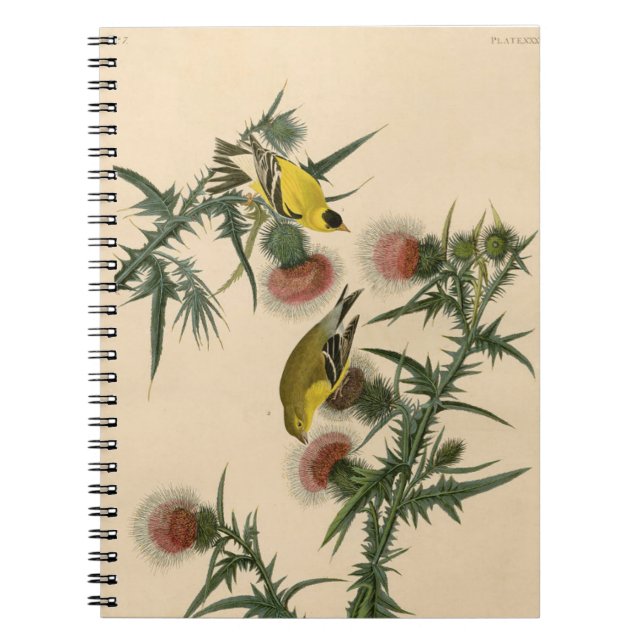 Vintage Audubon American Goldfinch Bird Malerei Notizblock (Vorderseite)