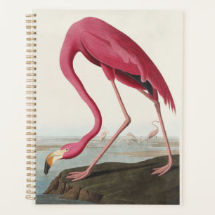 Vintage Audubon Amerikanischer Flamingo Rosa Vogel Planer