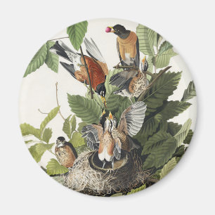 Vintage Audubon Amerikanisches Rotkehlchen Vogelne Magnet