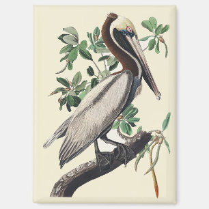 Vintage Audubon Brauner Pelikan Küsten-Vogelkunst Magnet