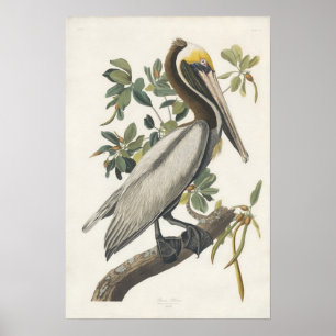 Vintage Audubon Brown Pelikan-Plakat-Kunst Poster