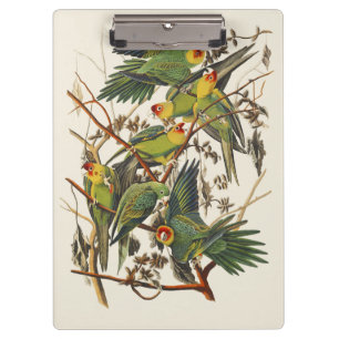 Vintage Audubon Carolina-Papagei Vogelkunst Klemmbrett
