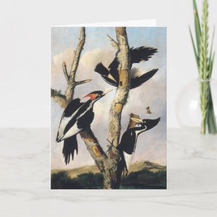 Vintage Audubon Elfenbeinspecht Kunst Feiertagskarte