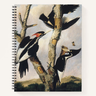 Vintage Audubon Elfenbeinspecht Kunst Notizbuch