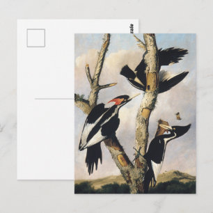 Vintage-Audubon-Elfenbeinspecht-Kunst Postkarte