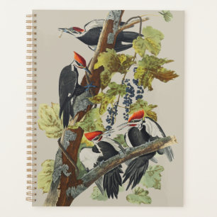 Vintage Audubon Elsterhelspeer Specht Vogelkunst Planer