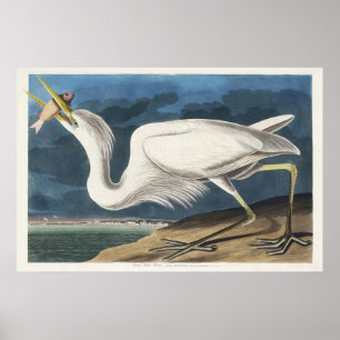 Vintage Audubon-Großer Weißer Reiher-Vogelkunst Poster