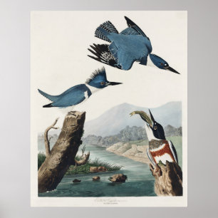Vintage-Audubon-Gürtel-Kis पक्षी-Kunst Poster