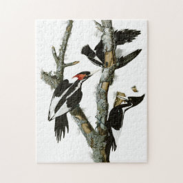 Vintage Audubon-Ivory-Schnabelspecht