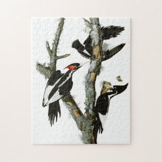 Vintage Audubon-Ivory-Schnabelspecht