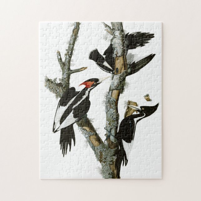 Vintage Audubon-Ivory-Schnabelspecht (Vertikal)