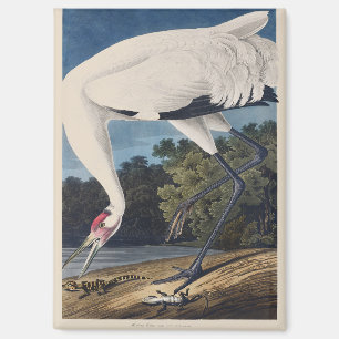 Vintage-Audubon-Jungfern-Kranich-Vogel-Natur-Kunst Magnet