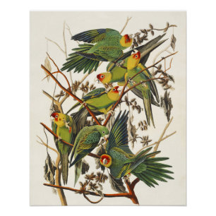 Vintage-Audubon-Karolina-Sittich-Vogelkunst Poster
