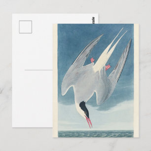 Vintage Audubon-Küstenseeschwalbe-Küsten-Vogelkuns Postkarte