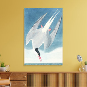 Vintage-Audubon-Küstenvogel-Kunst der Karktärnsees Leinwanddruck