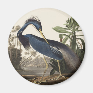 Vintage Audubon Louisiana Reiher Vogelkunst Magnet