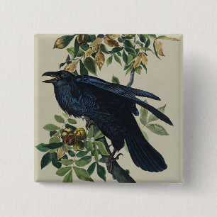 Vintage Audubon Rabe Vogel Natur Kunst Button