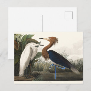 Vintage Audubon Roter Sichler Vogelkunst Postkarte