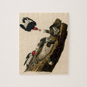 Vintage Audubon-Rotkopfspecht