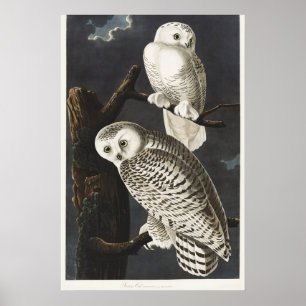 Vintage-Audubon-Schnee-Eulen-Nachtvogel-Kunst Poster