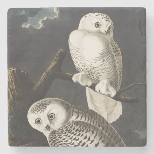 Vintage Audubon Schneeeule Nacht Vogel Kunst Steinuntersetzer