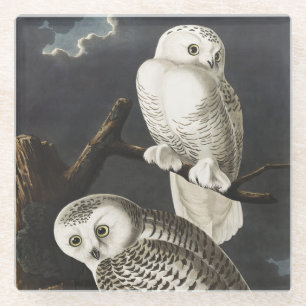 Vintage Audubon Schneeeule Nachtvogel Kunst Glasuntersetzer