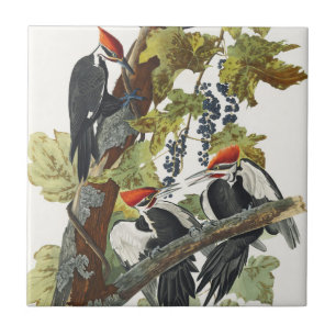 Vintage-Audubon-Specht-Vogelkunst Fliese