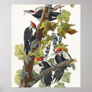 Vintage-Audubon-Specht-Vogelkunst Poster