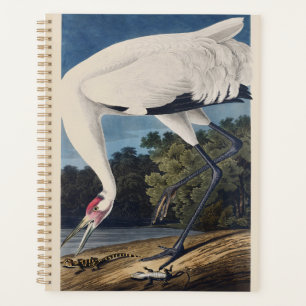Vintage Audubon Trompeten-Kranich Vogel Natur Kuns Planer