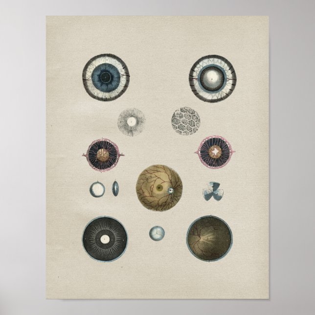 Vintage Augenanatomie Poster (Vorne)
