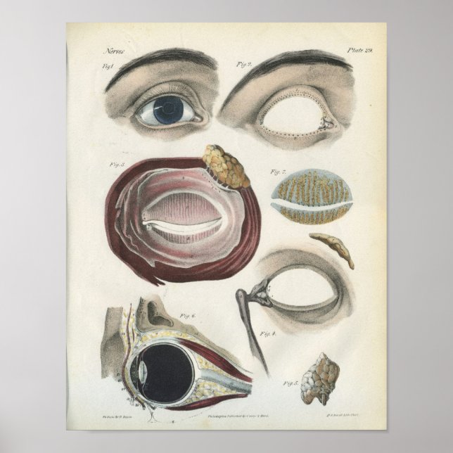 Vintage Augenanatomie Poster (Vorne)