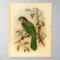 Vintage Ausgabe von Black Napf Green Cat Bird