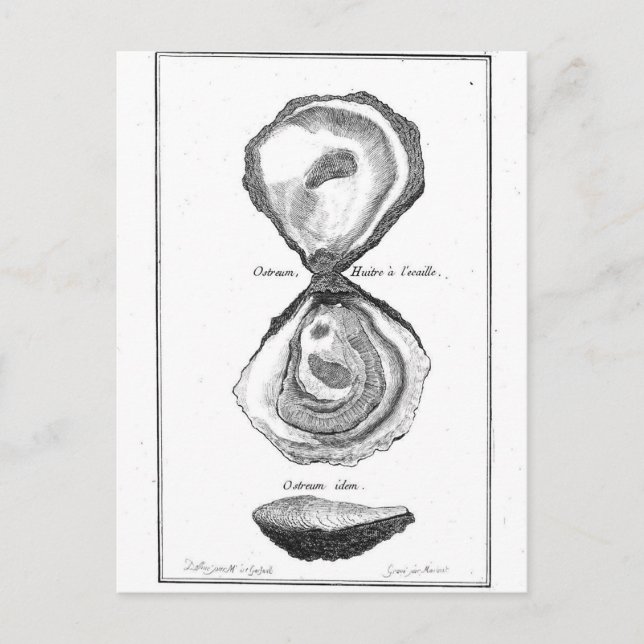 Vintage Austernausdruck Postkarte (Vorderseite)