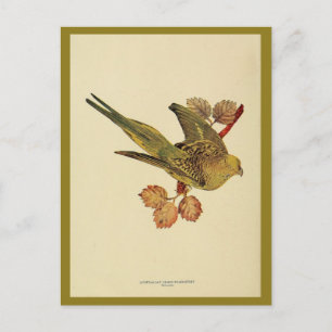 Vintage australische Graspapageien-Farbphoto Postkarte