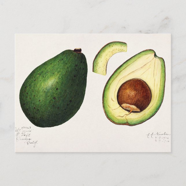Vintage Avocado-Illustration Postkarte (Vorderseite)