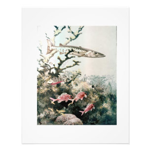 Vintage Barracuda- und Rifffische Fotodruck