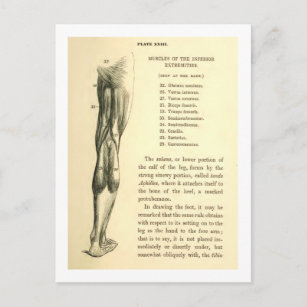 Vintage Bein-Muskeln der Anatomie-  Postkarte