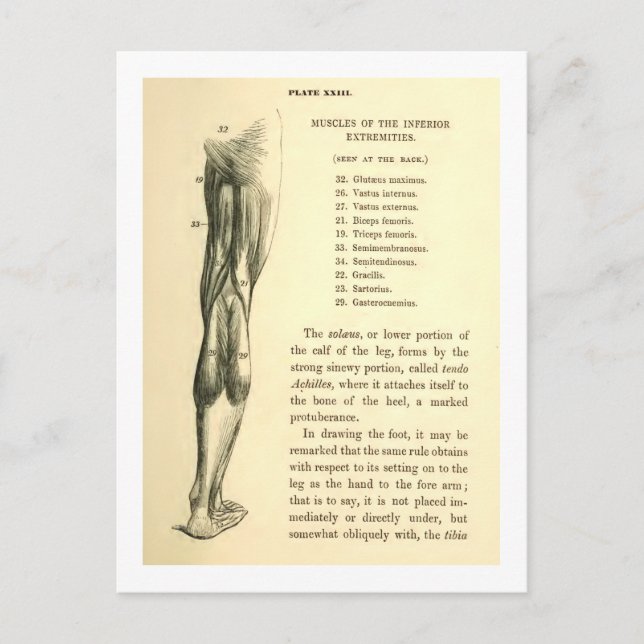 Vintage Bein-Muskeln der Anatomie-| Postkarte (Vorderseite)
