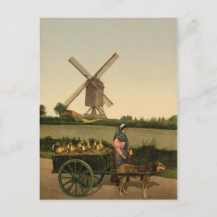 Vintage belgische Milchmädchen (Laitière Belge) Postkarte