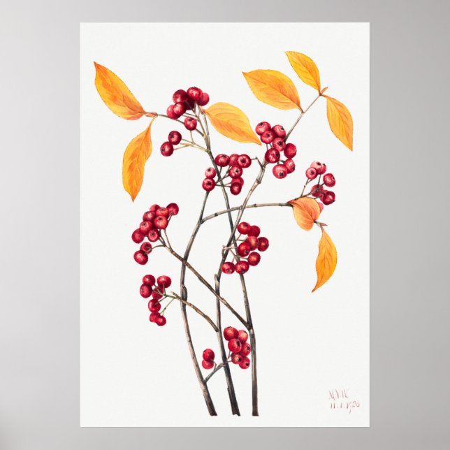 Vintage Bergashillustration Poster (Vorne)