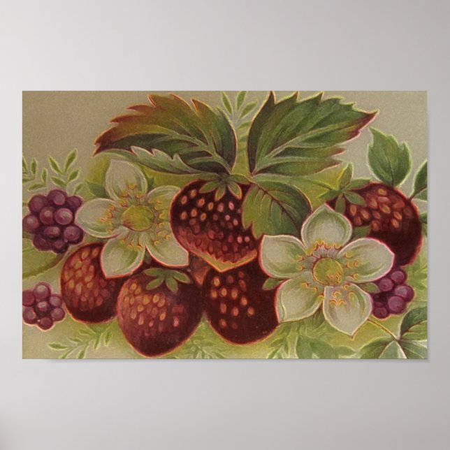 Vintage Berries Poster (Vorne)