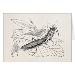 Vintage betender Mantis-Insekten-Schablone