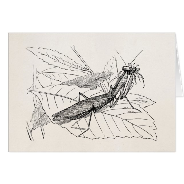 Vintage betender Mantis-Insekten-Schablone (Vorderseite (Horizontal))