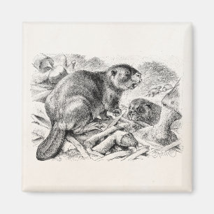 Vintage Biber-Illustration Retro-Biber und Damm Magnet