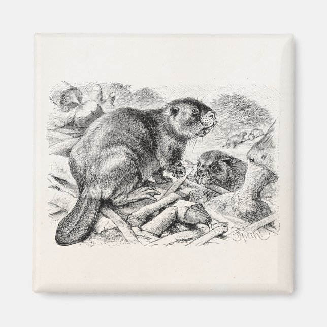 Vintage Biber-Illustration Retro-Biber und Damm Magnet (Vorne)