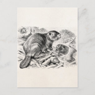 Vintage Biber-Illustration Retro-Biber und Damm Postkarte