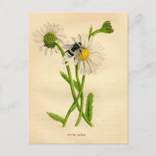 Vintage Biene und Gänseblümchen Postkarte