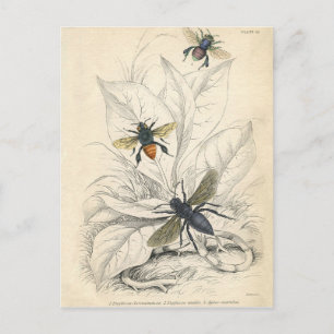 Vintage Bienen Postkarte