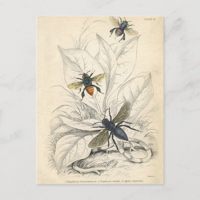Vintage Bienen Postkarte (Vorderseite)